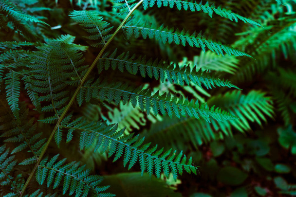 A branch of a fern in a green forest. - Fotografie, Obrázek