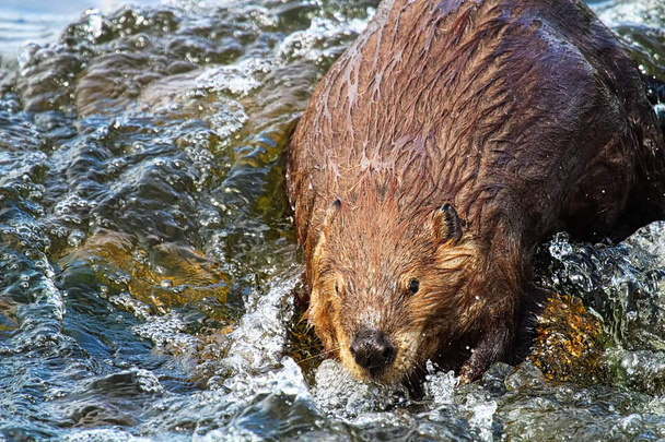 A beaver looking towards the camera in wavy water. - Photo, Image