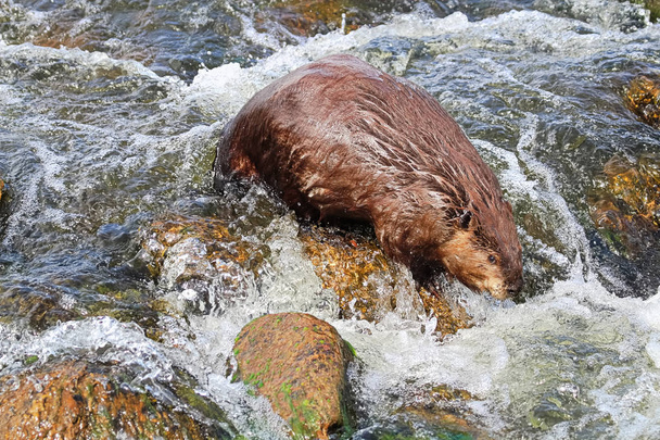 Ένας κάστορας κολύμπι κατάντη πάνω από ορμητικά σημεία ποταμού rock - Φωτογραφία, εικόνα