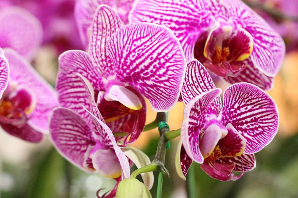 Flor de orquídea en tropical
 - Foto, imagen