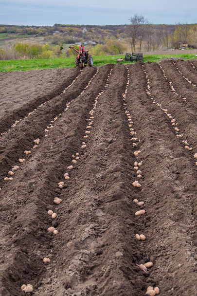 Patatas en cajas para plantar. Plantando papas en sus tierras en el pueblo a principios de primavera con un arado manual en el campo
. - Foto, Imagen