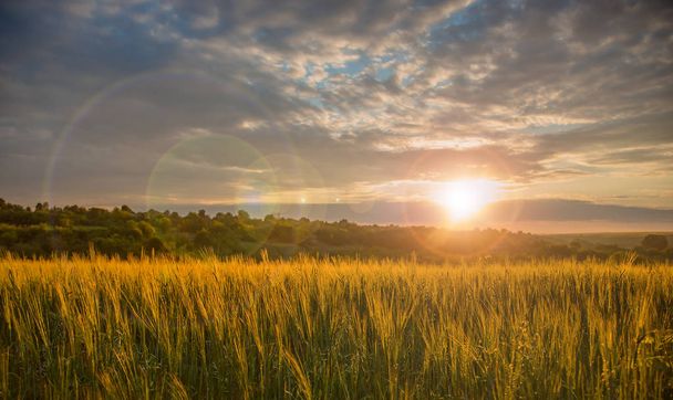 Barevný západ slunce nad pšeničné pole s odlesk objektivu. Letní západ slunce. - Fotografie, Obrázek