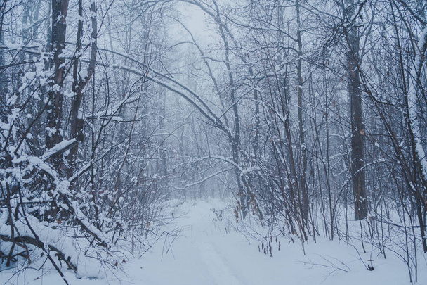 冬冬冷ややかなツリー自然観を越えます。冬の背景 - 冬の降雪下での木の冷ややかな枝。冬は森の背景、冬の霜で覆われて梢。雪に覆われた冬の風景 - 写真・画像