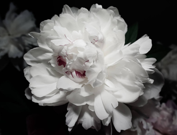 Flor de peonía blanca de cerca  - Foto, imagen