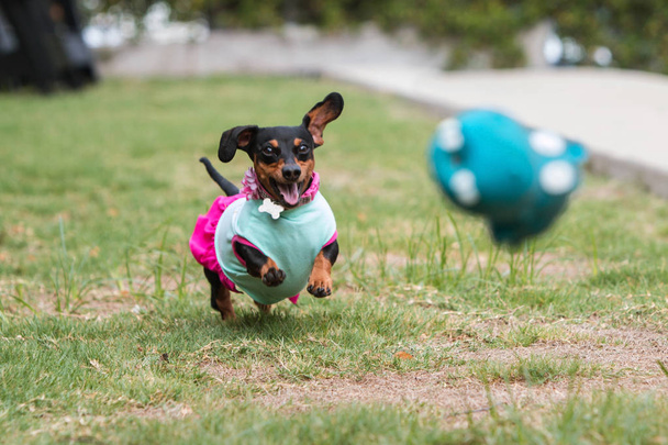 Ένα χαριτωμένο dachshund φορώντας ρούχα καταδιώξεις μετά από ένα παιχνίδι που πετιέται από τον ιδιοκτήτη του σε ένα δημόσιο πάρκο.  - Φωτογραφία, εικόνα