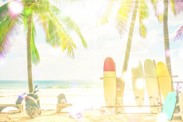 Molte tavole da surf accanto agli alberi di cocco sulla spiaggia estiva con luce del sole e sfondo cielo blu. - Foto, immagini