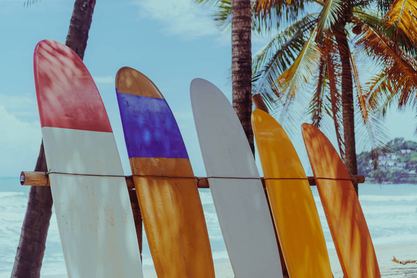 Muchas tablas de surf junto a cocoteros en la playa de verano con luz solar y fondo azul cielo. - Foto, imagen
