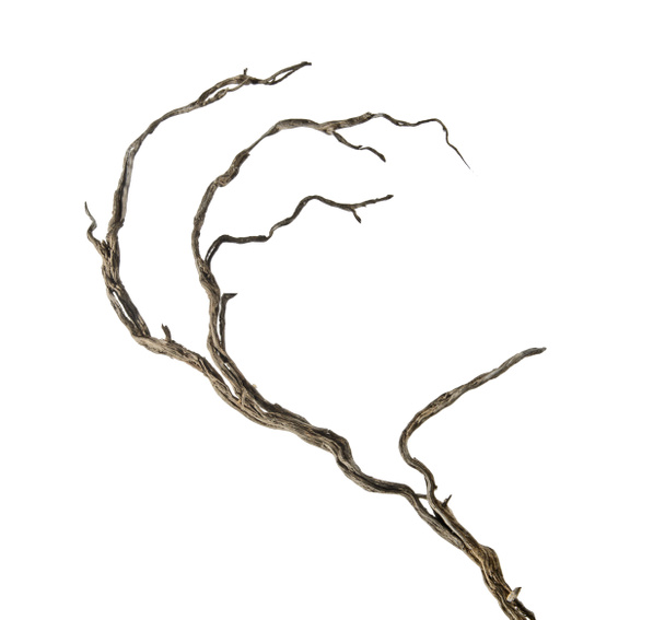 Сухая ветвь
 - Фото, изображение