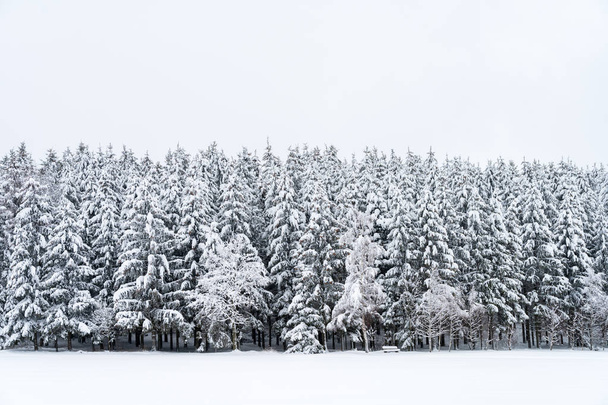 Χιονισμένα πεύκα με πάγκο σε ένα χειμερινό τοπίο - Φωτογραφία, εικόνα