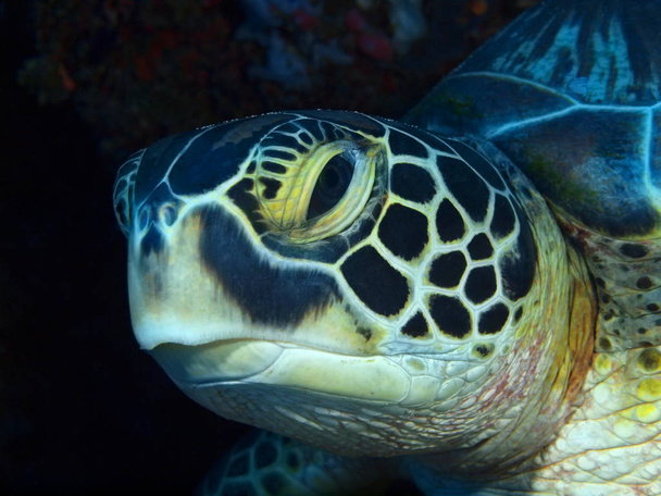 The amazing and mysterious underwater world of Indonesia, North Sulawesi, Bunaken Island, sea turtle - Photo, Image