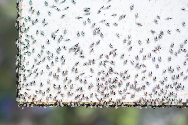 A swarm of flying ants gather on a white background - Fotó, kép