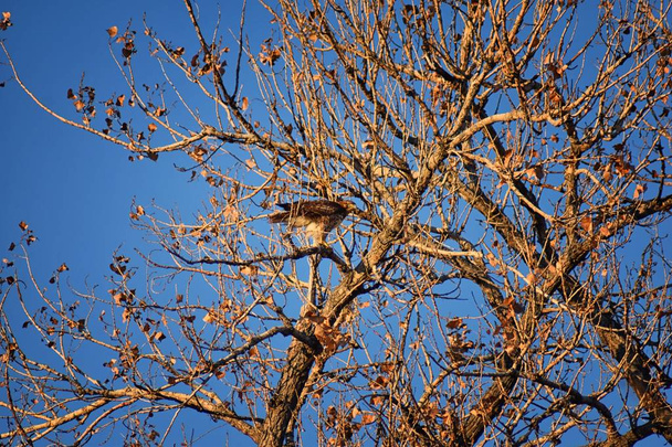 Adult Swainson's hawk (Buteo swainsoni) large Buteo hawk of the Falconiformes. Colloquially known as the grasshopper hawk or locust hawk. Views of in flight  and perching in tree around dusk and sunset in Colorado in Broomfield Denver. United States - Photo, Image