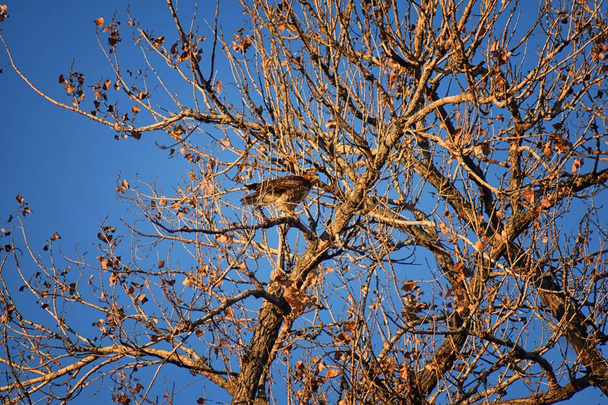 アダルト Swainson のホーク (ノスリ属 swainsoni) 大型ノスリ、タカのタカ。ホーク バッタやイナゴ鷹として通俗の言葉で知られています。フライトとブルーム フィールド デンバーのコロラド州の夕暮れから日没の周りの木に止まったの景色。米国 - 写真・画像