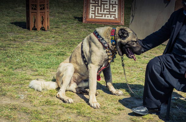 Пастух - пастух з Туреччини Кенгал - охоронець собаки. - Фото, зображення
