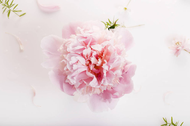 schöne rosa Pfingstrosenblüten auf weißem Tisch mit Kopierraum für Ihre Text-Draufsicht und flachen Lay-Stil - Foto, Bild