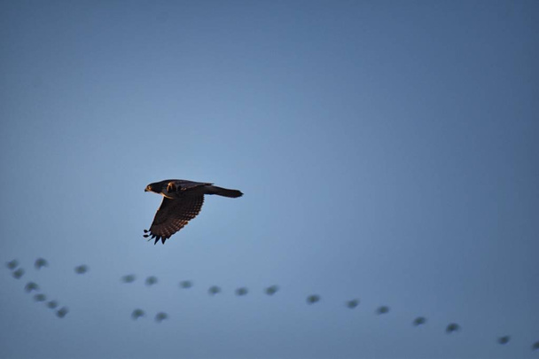 Дорослі Swainson жіночого «яструб» (Buteo swainsoni) великих Buteo hawk на Соколоподібні. Розмовно відомий як коник hawk або locust hawk. Думки в польоті і сідати в дерево навколо сутінки і захід сонця в Колорадо в Денвер Broomfield. США - Фото, зображення