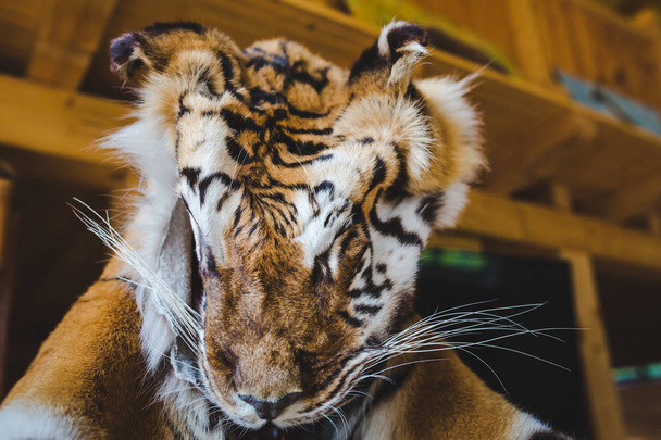 Vista cortada de pêlo de tigre pendurado em casa
 - Foto, Imagem
