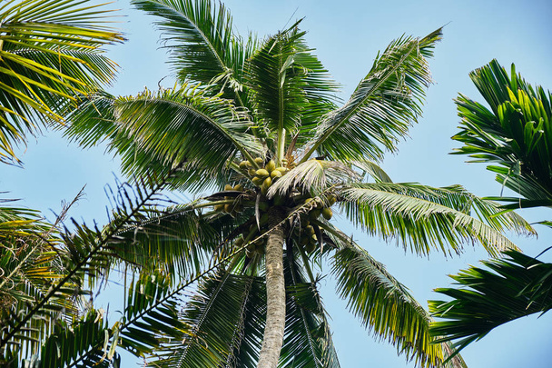 Young coconut on palm tree.  - Fotoğraf, Görsel