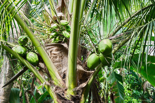 Young coconuts on palm tree.  - Foto, afbeelding