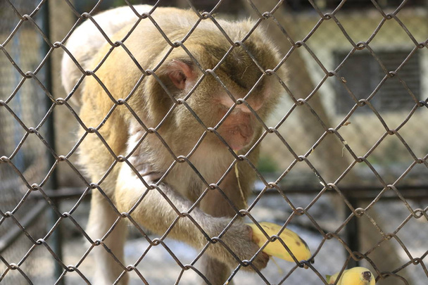Macacos que estão trancados numa jaula estão a comer bananas.
. - Foto, Imagem