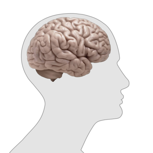  sfondo cervello umano - Illustrazione 3D
 - Foto, immagini