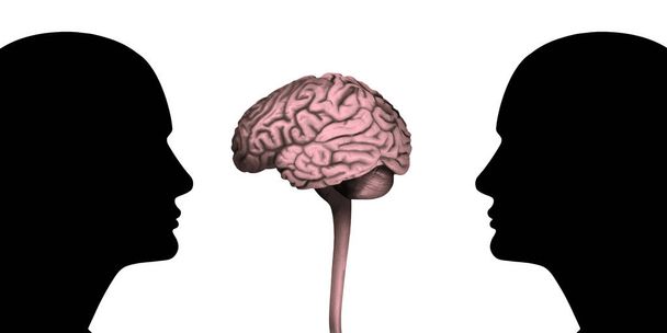 human heads with brain and white background - Photo, Image