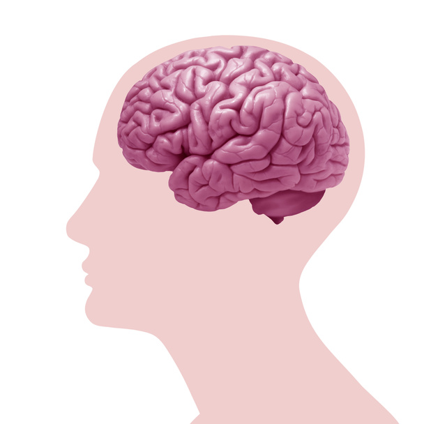  ihmisen aivojen tausta - 3D-kuva
 - Valokuva, kuva