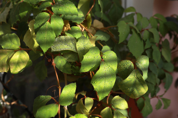 Листья ромболистника Cissus освещаются солнцем сверкающими капельками воды. Крупный план
. - Фото, изображение