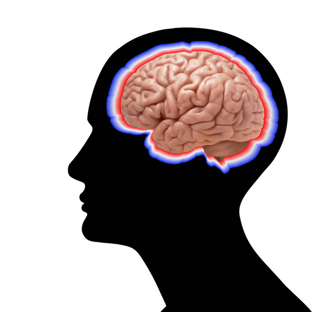  人間の脳の背景 3 d イラスト - 写真・画像