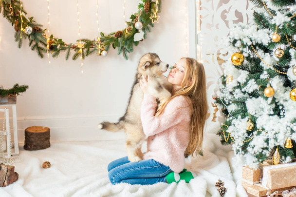 Cute girl with blond long hair plays with a small Malamute puppy at home in a room decorated for Christmas - Photo, image