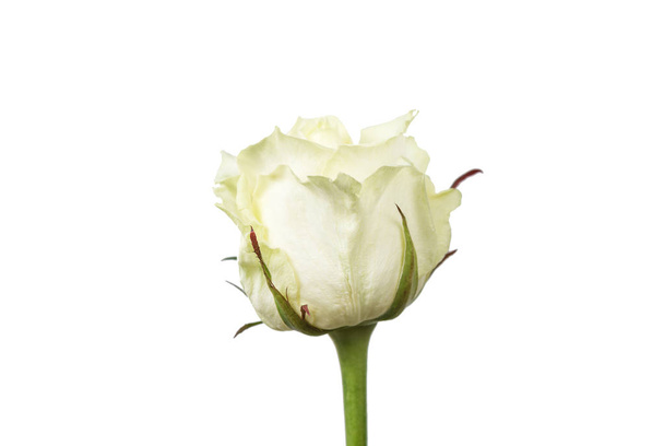 Rose Isolated On White Background - Фото, зображення