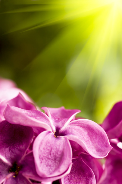 Leylak çiçeği - Fotoğraf, Görsel
