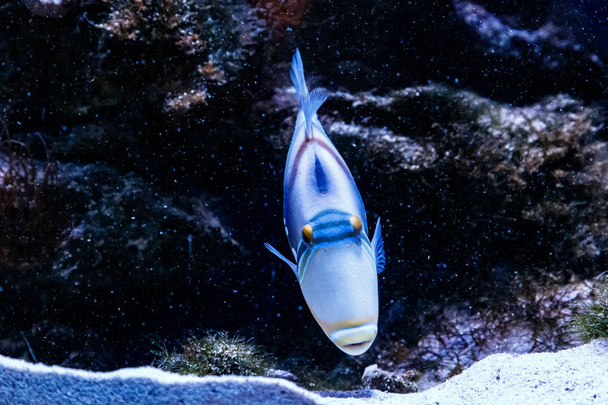 Kala Maalattu Triggerfish Rhinecanthus aculeatu
 - Valokuva, kuva