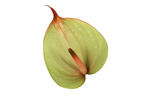 Green and pink anthurium flower on a white background. - Foto, afbeelding