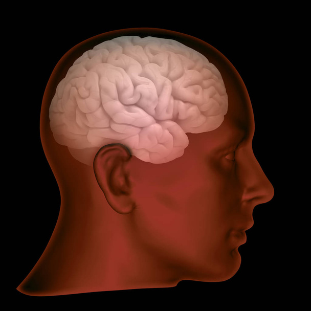  людська голова, фон - 3D ілюстрація
 - Фото, зображення