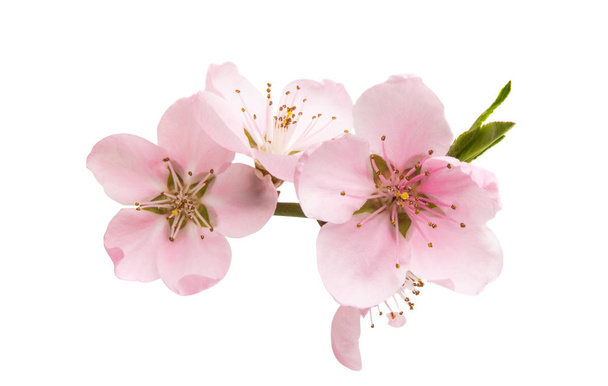 sakura kwiaty izolowane na białym tle - Zdjęcie, obraz