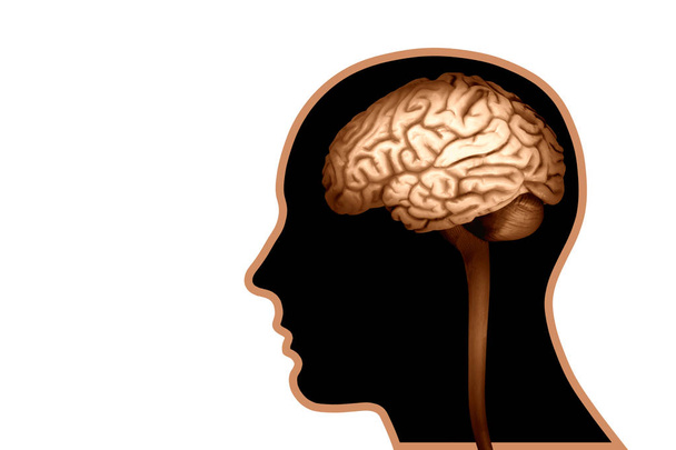  Fondo del cerebro humano - Ilustración 3D
 - Foto, Imagen