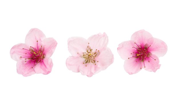 Sakura Blumen isoliert auf weißem Hintergrund - Foto, Bild