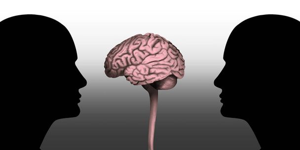людські голови з мозком і білим тлом
 - Фото, зображення