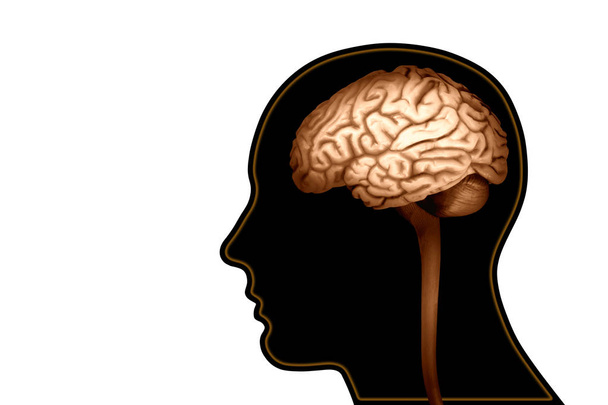  fond du cerveau humain illustration 3D
 - Photo, image