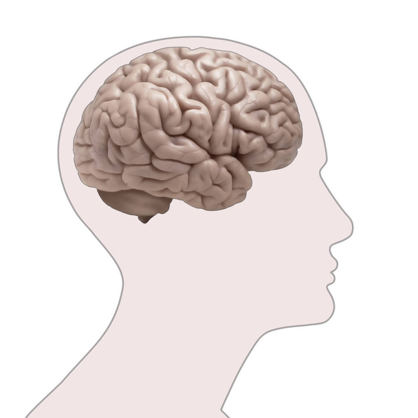  人間の脳の背景 3 d イラスト - 写真・画像
