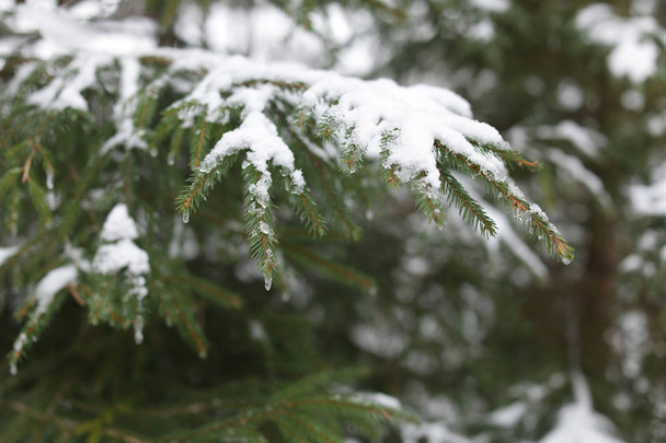 View of conifer tree branches covered with snow in forest - Foto, Imagen