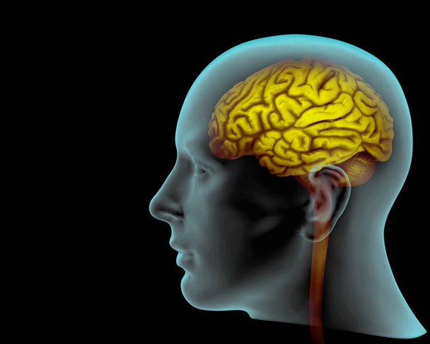  ilustracja - 3d tło ludzkiego mózgu - Zdjęcie, obraz