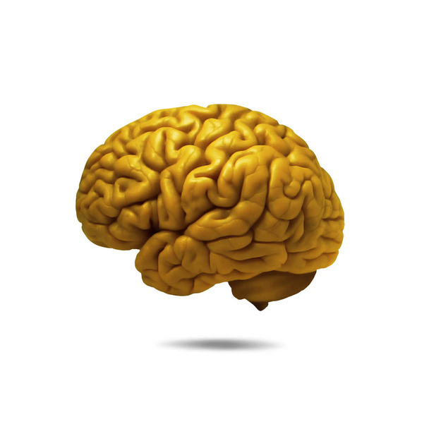  Fondo del cerebro humano - Ilustración 3D
 - Foto, imagen