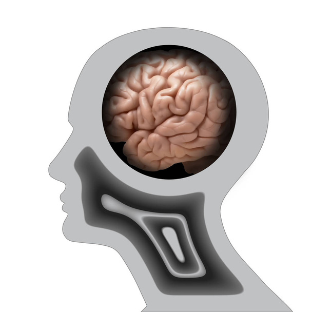  Hintergrund des menschlichen Gehirns - 3D-Illustration - Foto, Bild