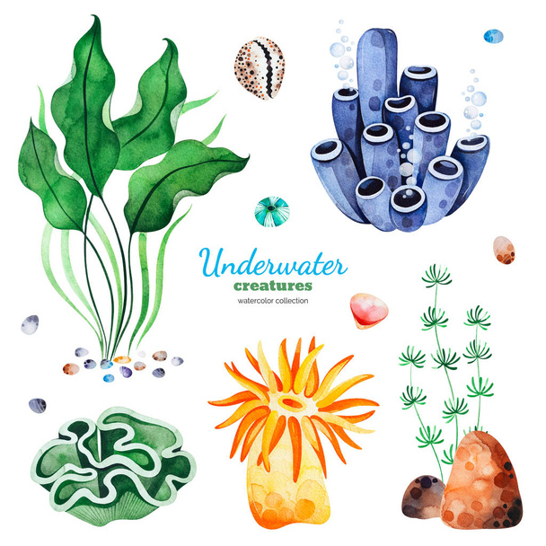 watercolor collection with underwater creatures on white background  - Photo, image