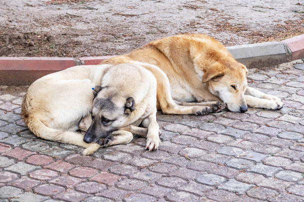 nos amis chiens dans la rue
 - Photo, image