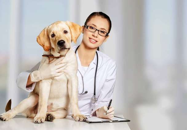  female doctor with dog patient - Фото, изображение