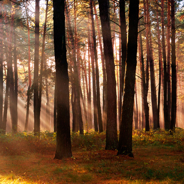 Los rayos del sol rompiendo los árboles en el bosque en el autum
 - Foto, Imagen