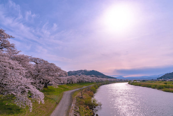 Shiroishigawa-tsutsumi Hitome Dagmar v západu slunce, Třešňové květy s hora pokrytá sněhem Zao v pozadí po břehu řeky Shiroishi v Funaoka hradu trosky Park, Sendai, Miyagi, Japonsko. - Fotografie, Obrázek